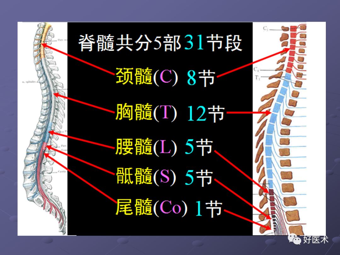 脊柱mri有哪些特点,乳腺疾病的mri诊断及鉴别
