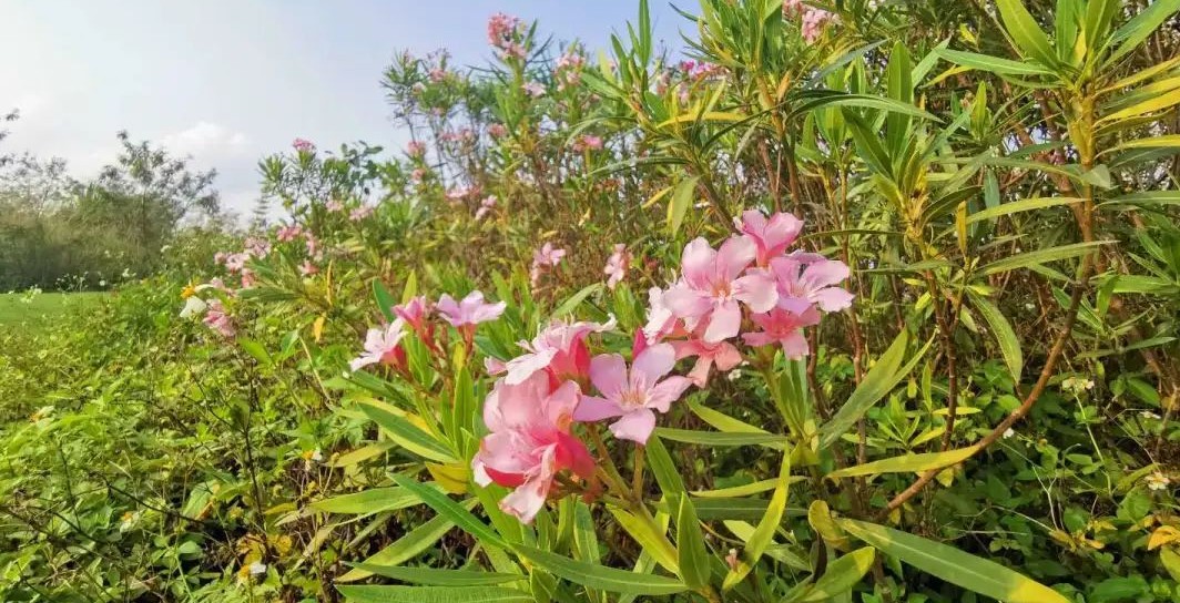 近几年的语文作文题目广东,1998年广东高考作文题目