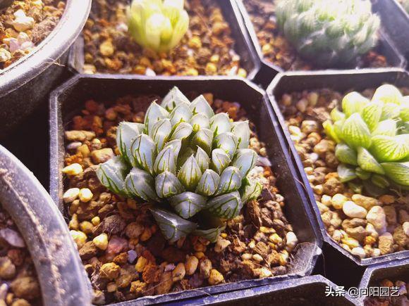 水晶玉露徒长干瘪,已经徒长和干瘪的玉露