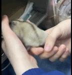 gif动图高清制作,gif动图为什么没声音