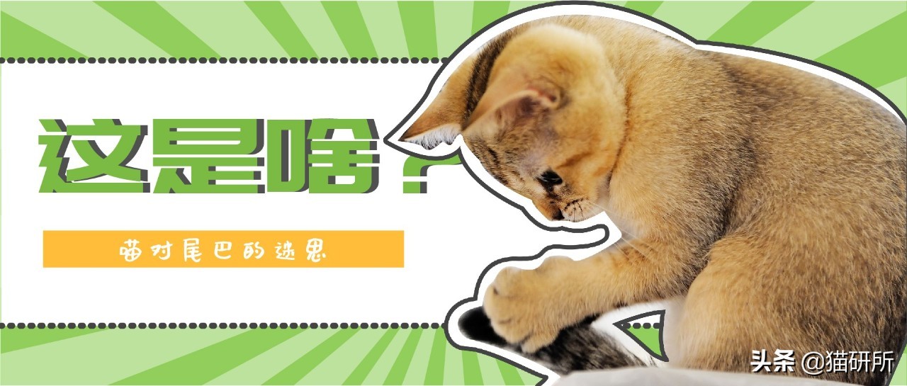 为什么猫咪捕猎尾巴一直动,猫老是追尾巴跑