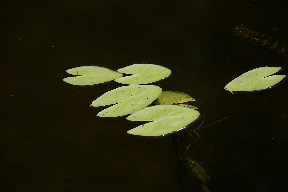 红河谷半音阶口琴独奏,12孔半音阶口琴演奏北国风光