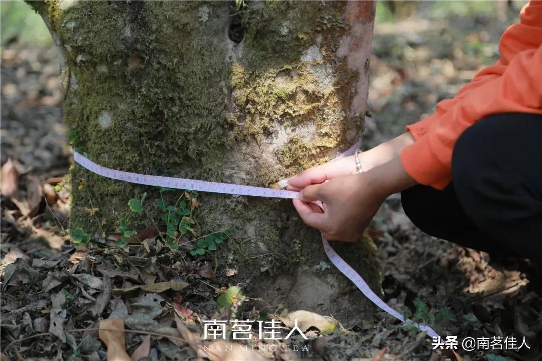 2022茶山行临沧云县,茶山行第一天