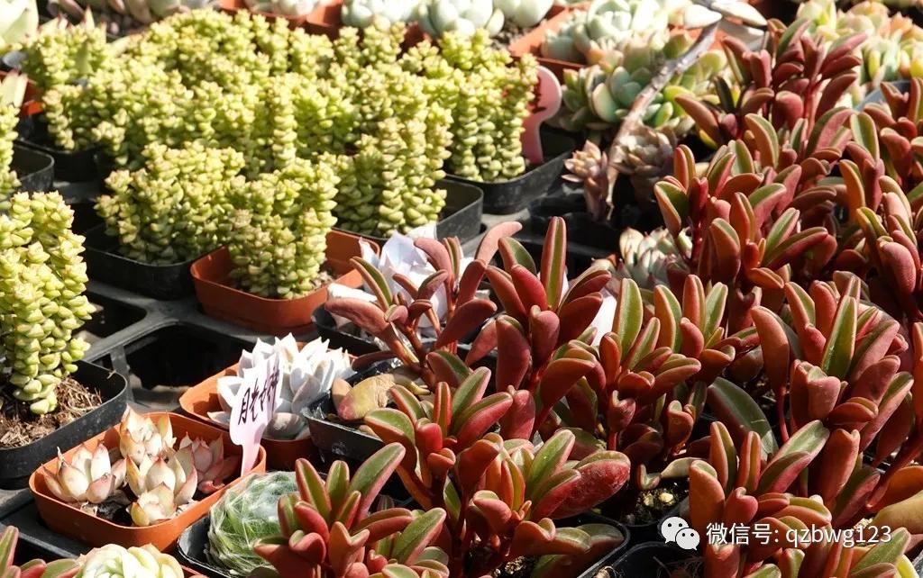 河北曲周多肉植物批发,曲周县西木多肉科技