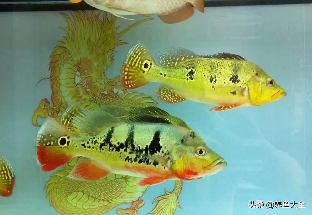 龙鱼混养打架怎么办,龙鱼混养要怎么样才不打架