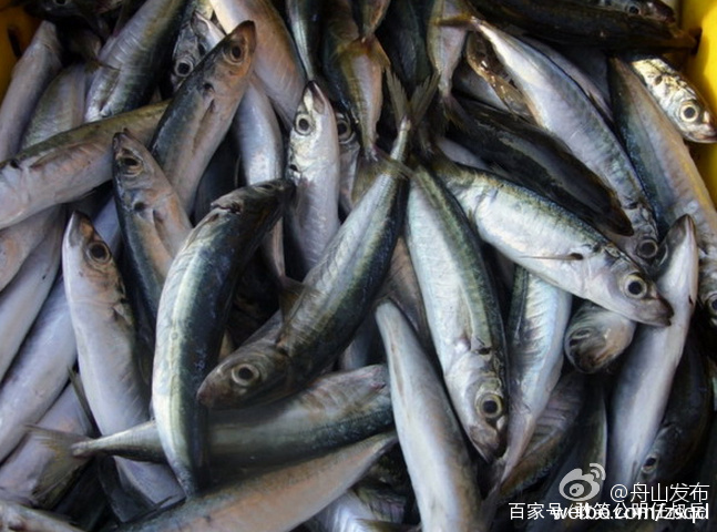 莱黄之鲐，不可胜食。鲐是指鲐鱼，它的味道并不好，但产量比较大