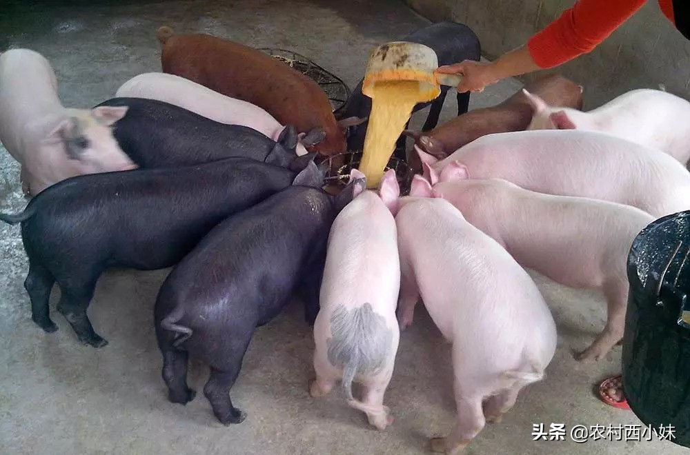 猪传染病的症状和治疗方法,猪传染病流行的基本环节有哪些