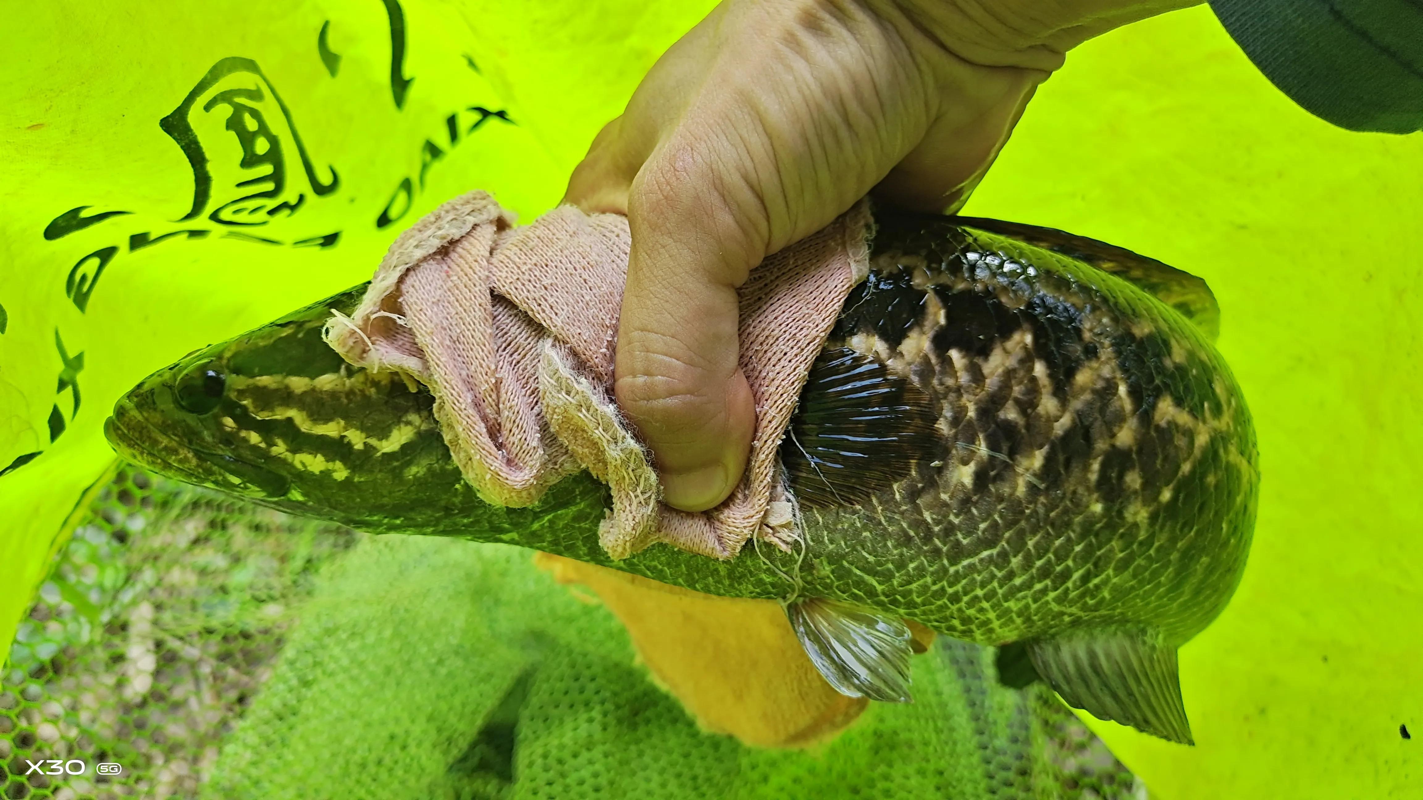 “伤人鱼”排名了，钓到解钩需小心，轻则疼痛几天，重则截肢