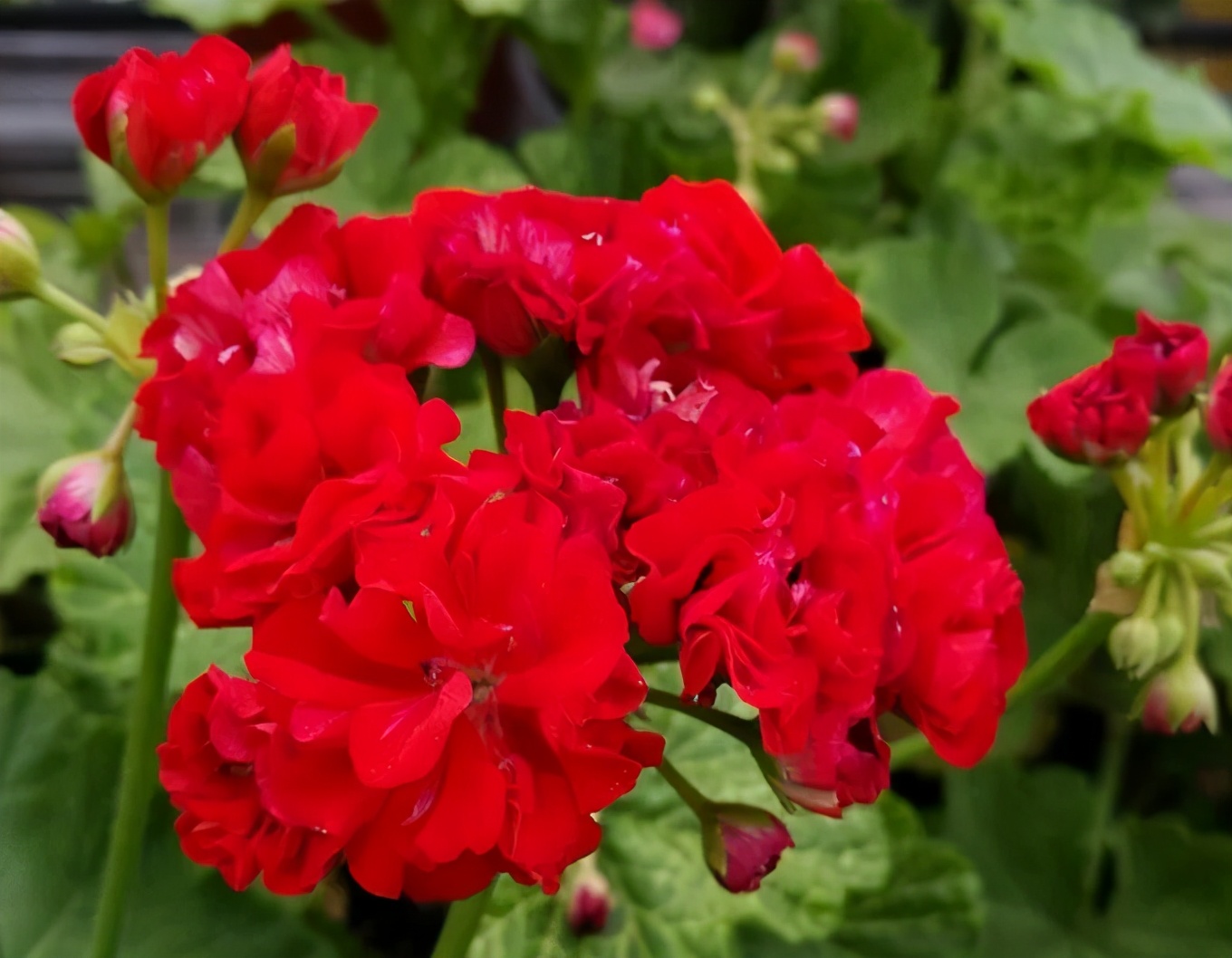 这种花别乱浇水水越多越不开花,这种花不怕冷好养易活