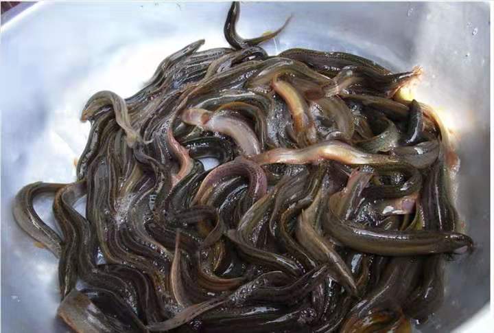 这种随处可见的原生鱼，是中大型热带观赏鱼营养价值最高的饲料鱼