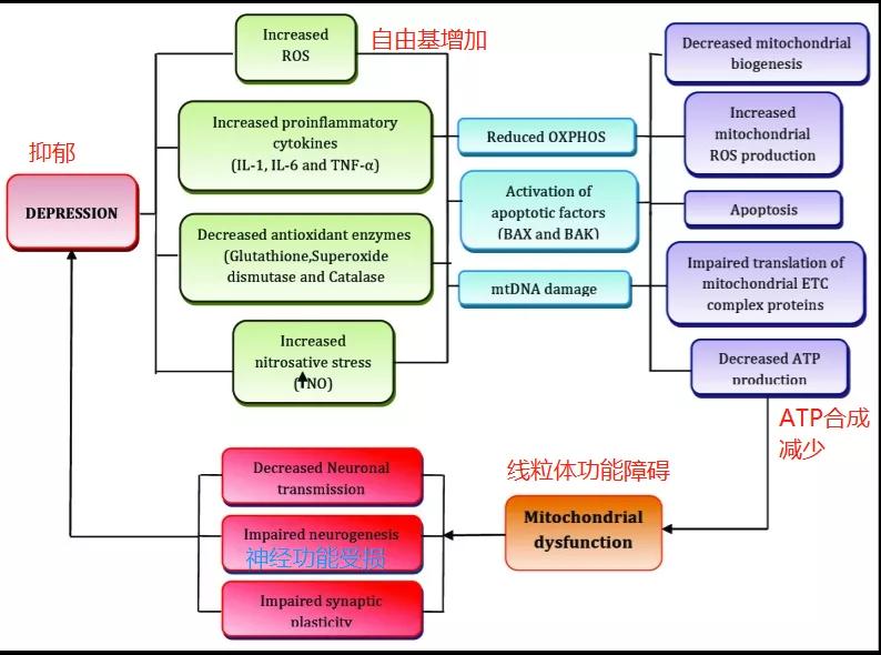胰岛素抵抗是基因导致的吗,胰岛素抵抗最新治疗研究突破