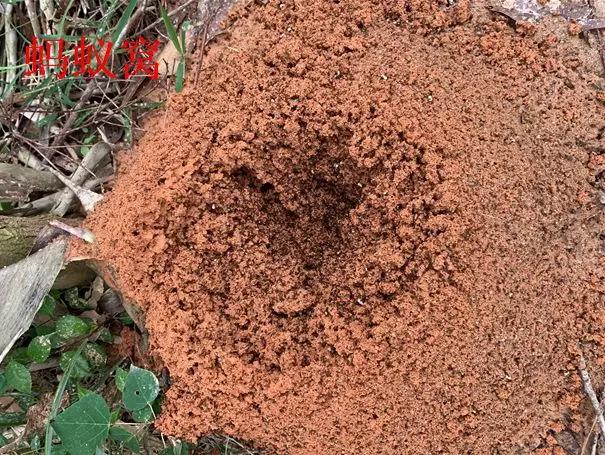 养花最好的颗粒土,碎砖养花的正确方法