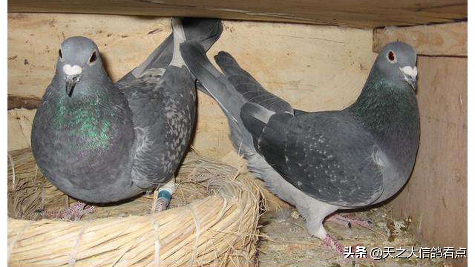 赛鸽资讯鸽子不好管理该怎么做,赛鸽疾病讲解视频