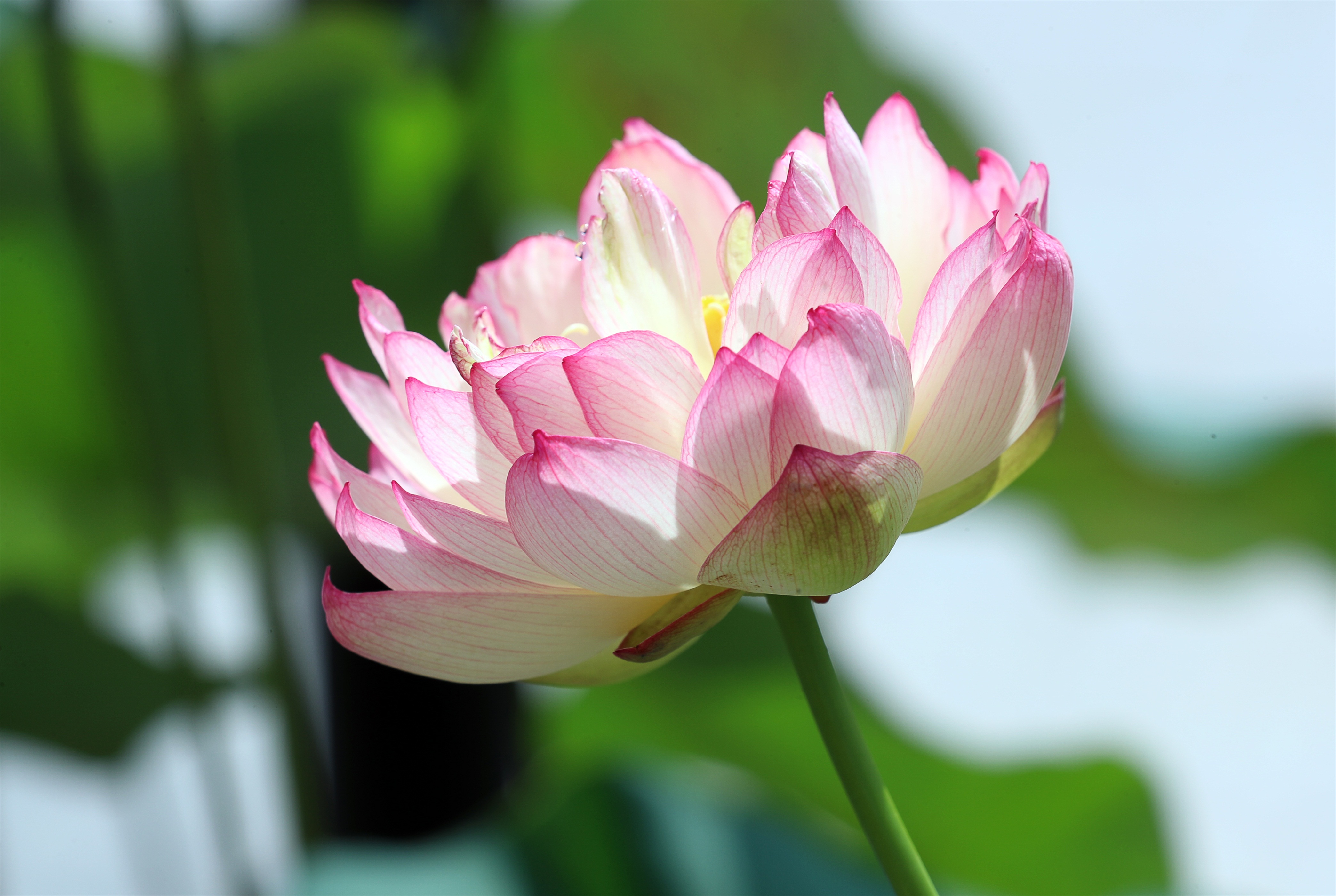 精灵之约•节气“植”说│上海的二十四节气花园小暑