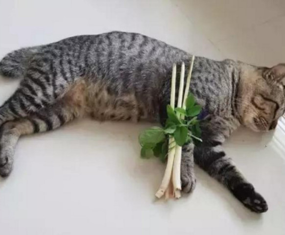 猫咪腿摔断了它会自己修复吗,猫咪不小心把脚摔了好吗