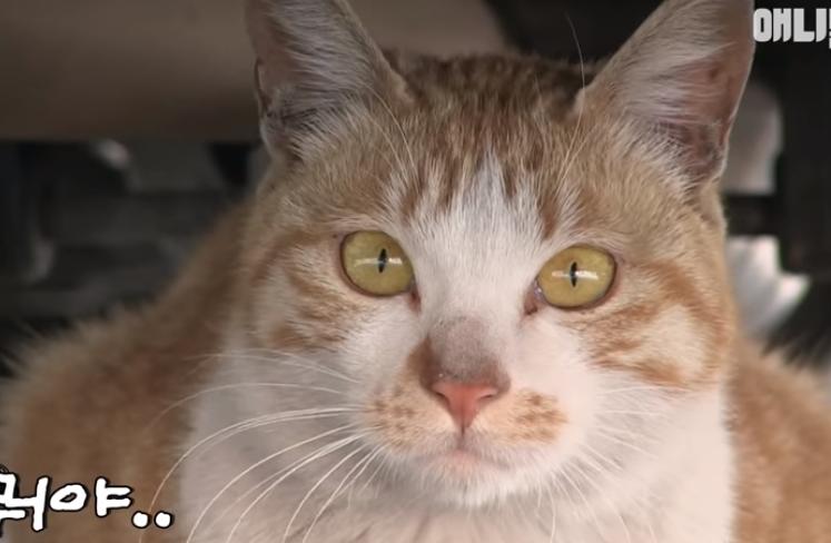 猫冷血无情是什么原因,猫冷酷无情是怎么回事