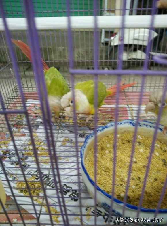 鹦鹉种类及价格表,鹦鹉种类及其价格