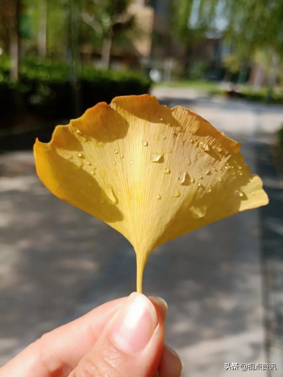 彩色的梦书法家,彩色的梦清华附小