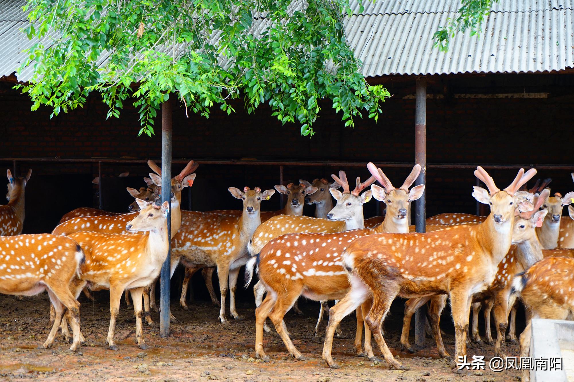 丁长伟梅花鹿养殖,邓州市丁长伟梅花鹿养殖有限公司