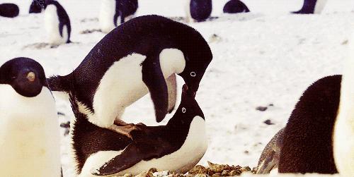 企鹅到底算不算鹅呢,企鹅是一群好的鹅吗