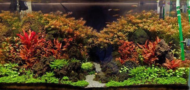 鱼缸水草不长绿藻要怎么做,水草缸如何避免爆藻