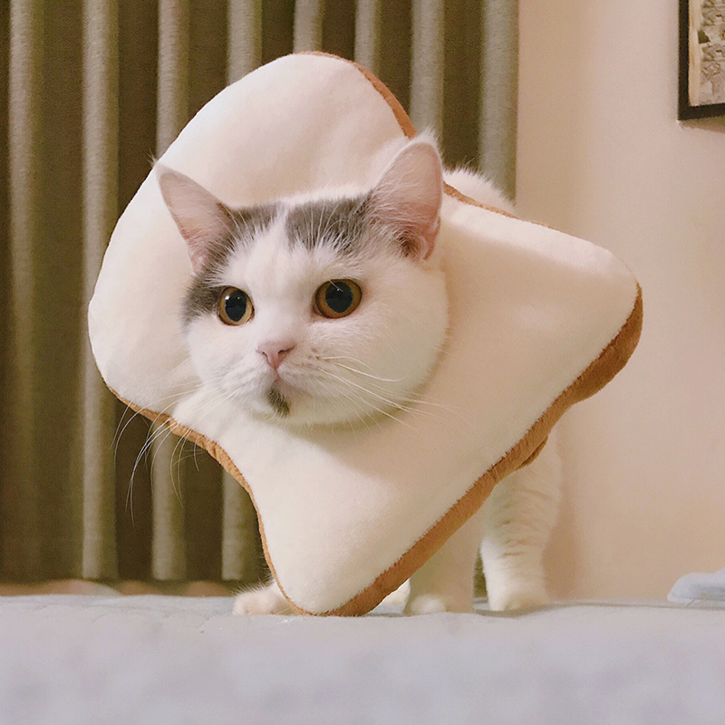 猫狗耳螨土方法怎么治,猫狗去耳螨洗耳液