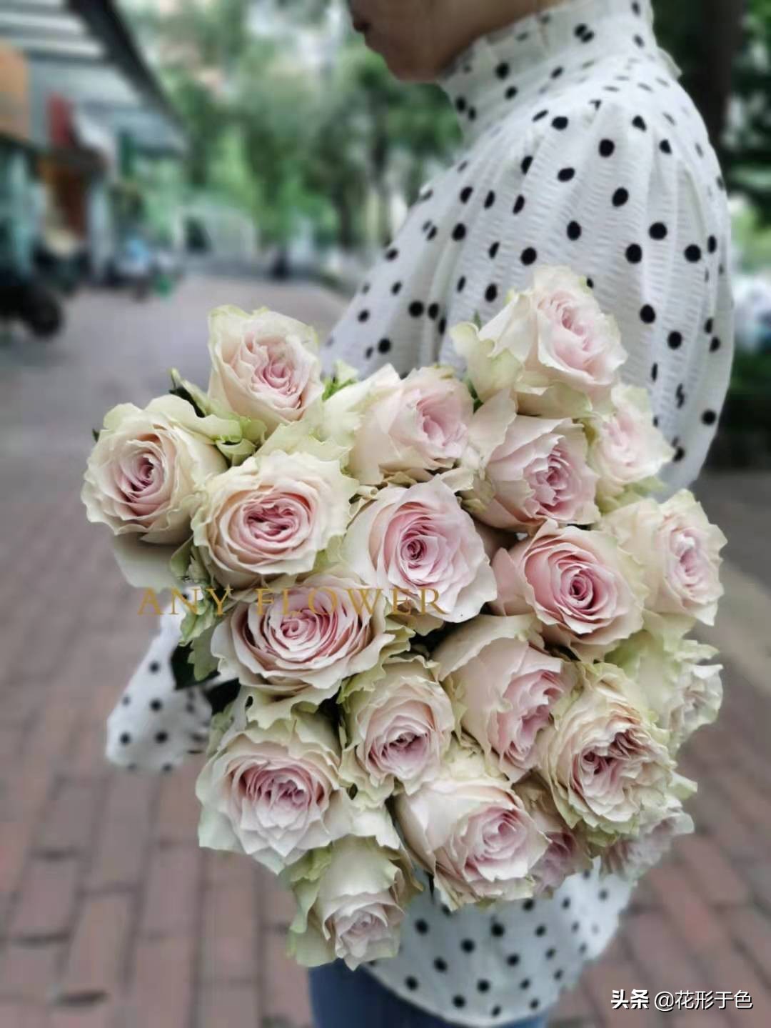 玫瑰花品鉴介绍,带你认识玫瑰品种