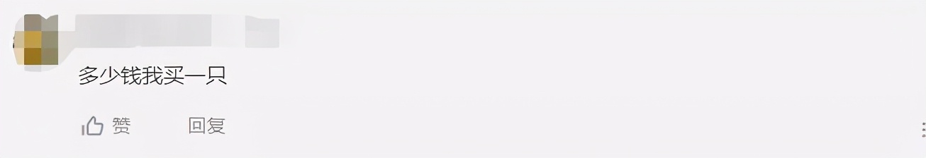 招财猫美国,招财猫可以招财