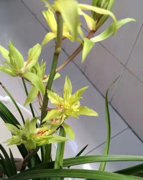 大花蕙兰哪些花中等大小,每年都开花的大花蕙兰品种有哪些