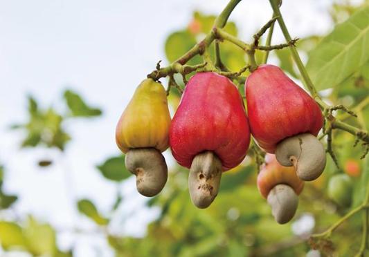 腰果原来的果是怎样的,腰果的原始形态