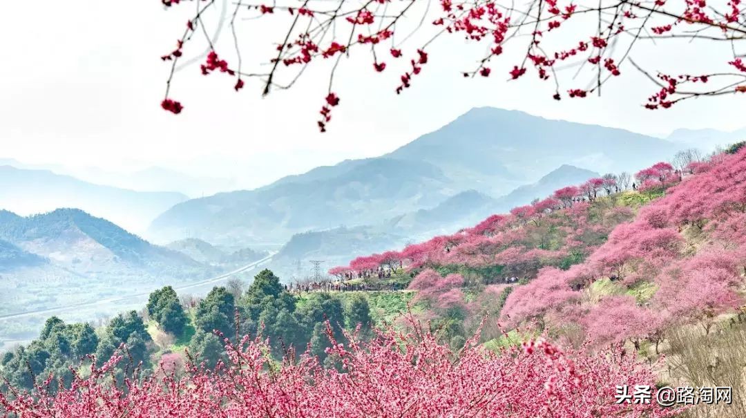 五一小长假结束再看一波各地美景,五一小长假去哪登山踏青看花好