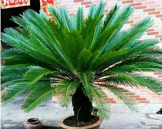 养铁树最好的方法,家庭养小型铁树