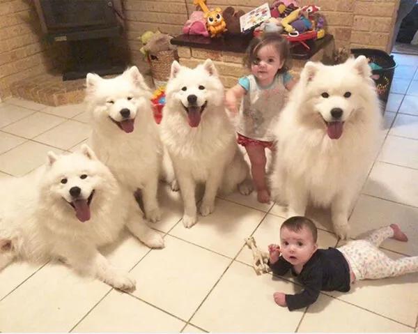 狗狗白色皮屑,沉睡的狗狗们