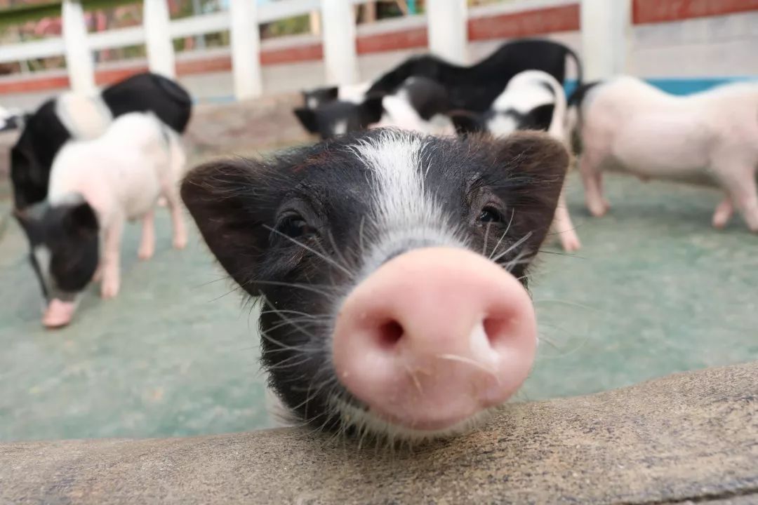 厦门周边适合亲子游的最佳地方,适合1-4岁亲子游的地方厦门