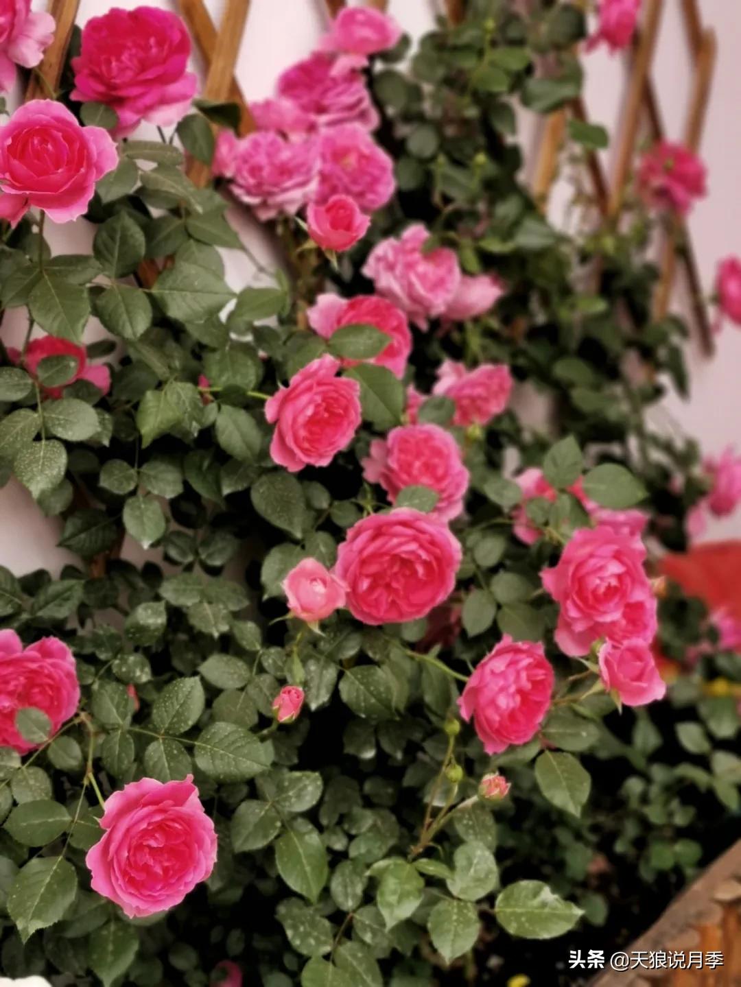 月季花是时候展现真正的技术了 (开春的第一波月季花就这么过去了)