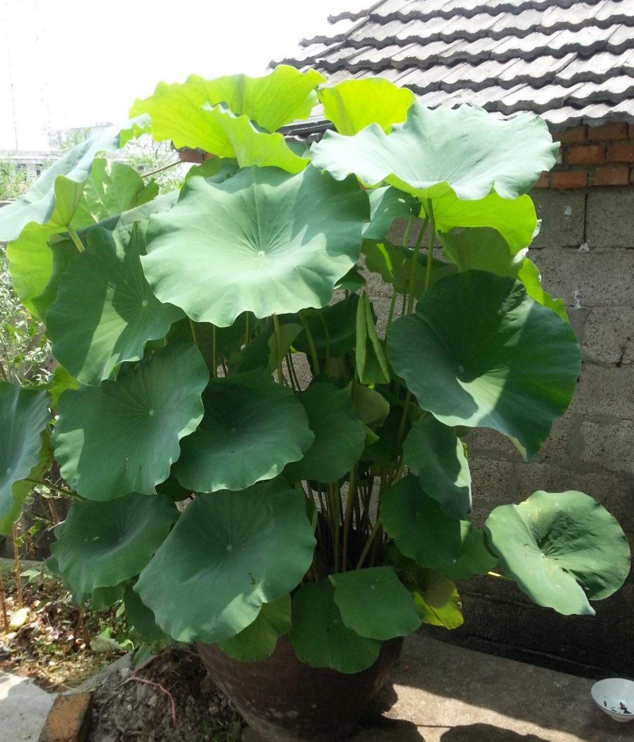 藕放到水缸里能开花吗,家里放旧水缸不好么