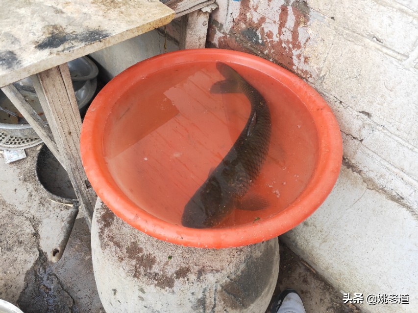 遛鱼技巧鲤鱼,遛鱼技巧之竿稍入水