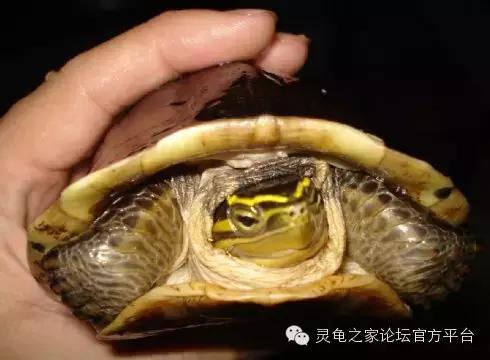 安布闭壳龟繁殖技术,安布闭壳龟要办证吗