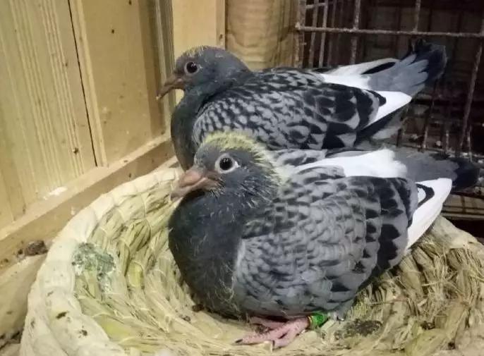 幼鸽出壳多久母鸽才喂食,幼鸽出壳怎么搞