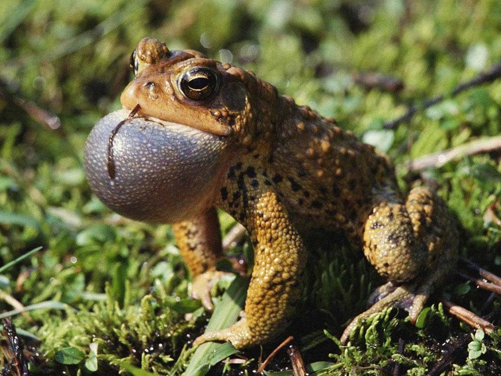 三条腿的蛤蟆全部视频,三条腿的蛤蟆是哪一集