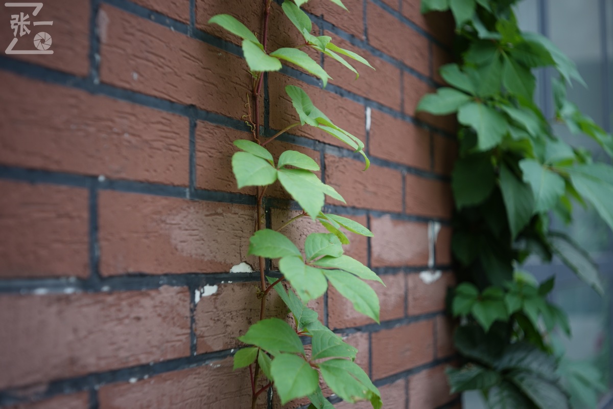 适合索尼a7m4的50定焦镜头测评,索尼a7m4镜头24-105f4测评