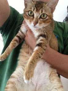 铲屎官鄙视猫被猫咬,为什么给猫咪铲屎猫咪会咬人