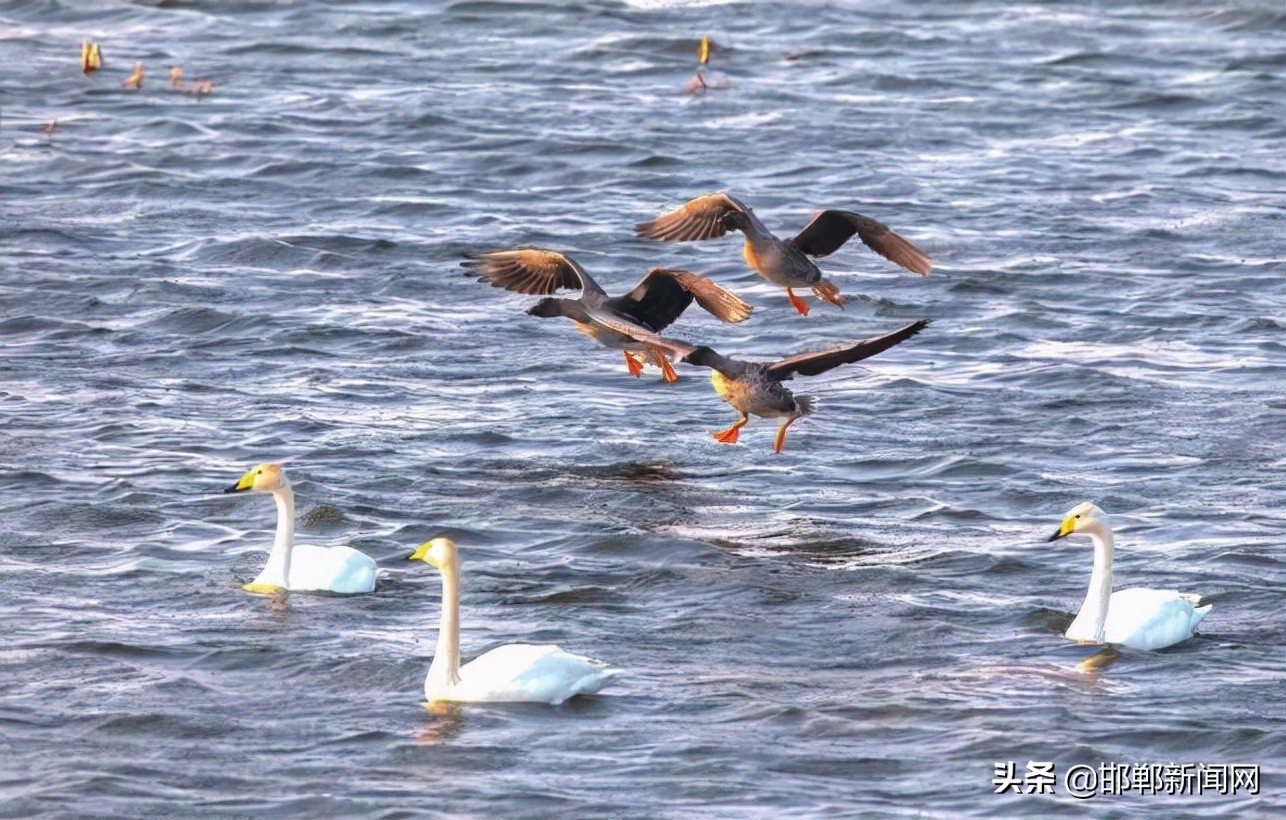 文明从每一件小事做起演讲稿,文明从点滴做起600字