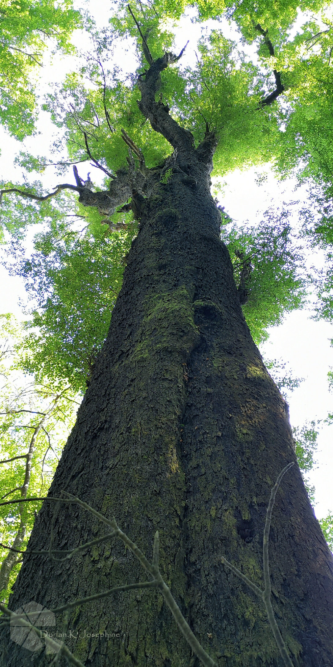 新西兰南岛一日游,新西兰南岛旅游地图