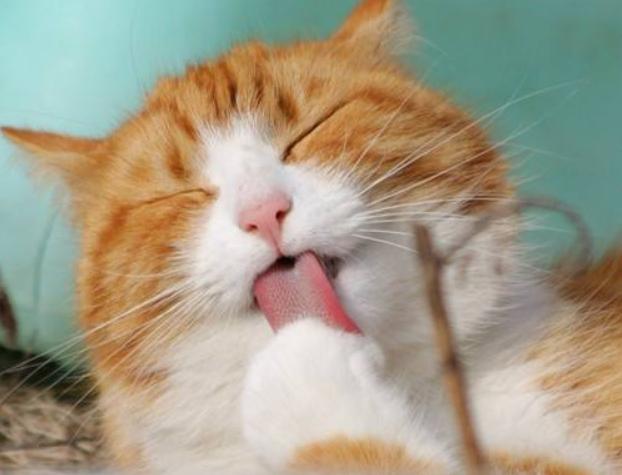 猫毛会被婴儿吸进肺部吗,家人对猫毛过敏能养猫吗