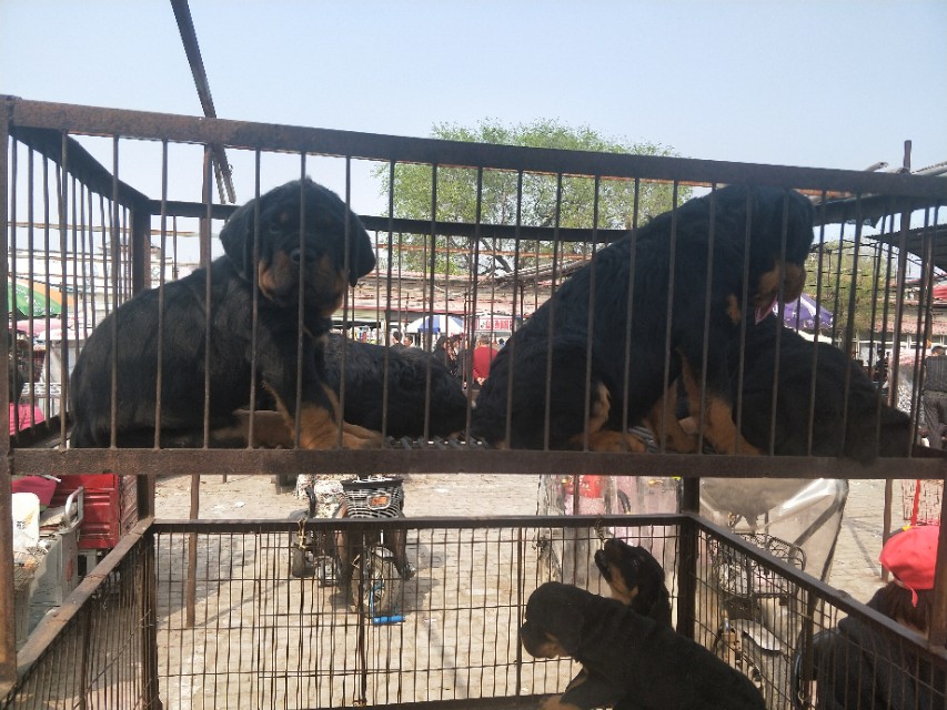小伙去狗场抓德牧,开封狗市抓狗