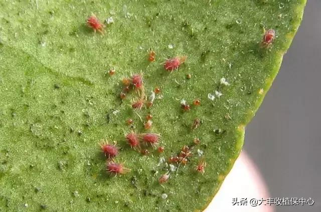 矿物油灭红蜘蛛,矿物油杀螨的正确方法