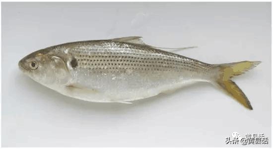 在海边很便宜的海鲫鱼（斑鰶），在日本却卖到几千块钱一斤