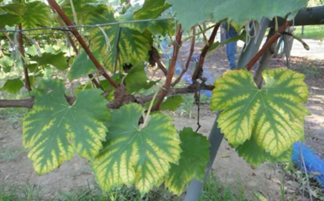 刚长出葡萄叶片发黄褐色斑点,葡萄叶片发黄可以用磷酸二氢钾吗