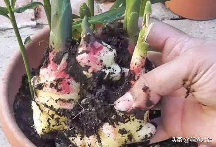 生姜盆栽的最佳时间,盆栽生姜的全过程